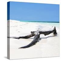 Cuba Fuerte Collection SQ - Black Tree on the Beach-Philippe Hugonnard-Stretched Canvas