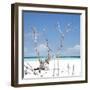 Cuba Fuerte Collection SQ - Blue Serenity-Philippe Hugonnard-Framed Photographic Print