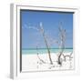 Cuba Fuerte Collection SQ - Blue Stillness-Philippe Hugonnard-Framed Photographic Print