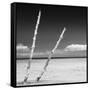 Cuba Fuerte Collection SQ BW - Aquatic Tree-Philippe Hugonnard-Framed Stretched Canvas