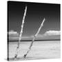 Cuba Fuerte Collection SQ BW - Aquatic Tree-Philippe Hugonnard-Stretched Canvas