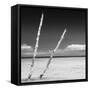 Cuba Fuerte Collection SQ BW - Aquatic Tree-Philippe Hugonnard-Framed Stretched Canvas