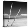 Cuba Fuerte Collection SQ BW - Aquatic Tree-Philippe Hugonnard-Stretched Canvas