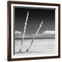 Cuba Fuerte Collection SQ BW - Aquatic Tree-Philippe Hugonnard-Framed Photographic Print