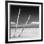 Cuba Fuerte Collection SQ BW - Aquatic Tree-Philippe Hugonnard-Framed Photographic Print