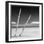 Cuba Fuerte Collection SQ BW - Aquatic Tree-Philippe Hugonnard-Framed Photographic Print