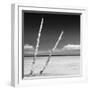 Cuba Fuerte Collection SQ BW - Aquatic Tree-Philippe Hugonnard-Framed Photographic Print