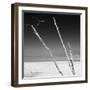 Cuba Fuerte Collection SQ BW - Aquatic Trees-Philippe Hugonnard-Framed Photographic Print