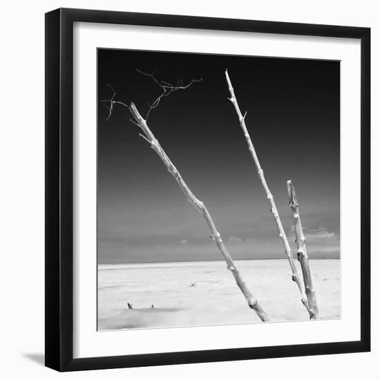 Cuba Fuerte Collection SQ BW - Aquatic Trees-Philippe Hugonnard-Framed Photographic Print