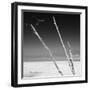 Cuba Fuerte Collection SQ BW - Aquatic Trees-Philippe Hugonnard-Framed Photographic Print