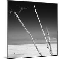 Cuba Fuerte Collection SQ BW - Aquatic Trees-Philippe Hugonnard-Mounted Photographic Print
