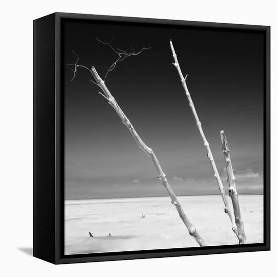 Cuba Fuerte Collection SQ BW - Aquatic Trees-Philippe Hugonnard-Framed Stretched Canvas