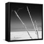 Cuba Fuerte Collection SQ BW - Aquatic Trees-Philippe Hugonnard-Framed Stretched Canvas