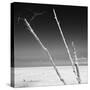 Cuba Fuerte Collection SQ BW - Aquatic Trees-Philippe Hugonnard-Stretched Canvas