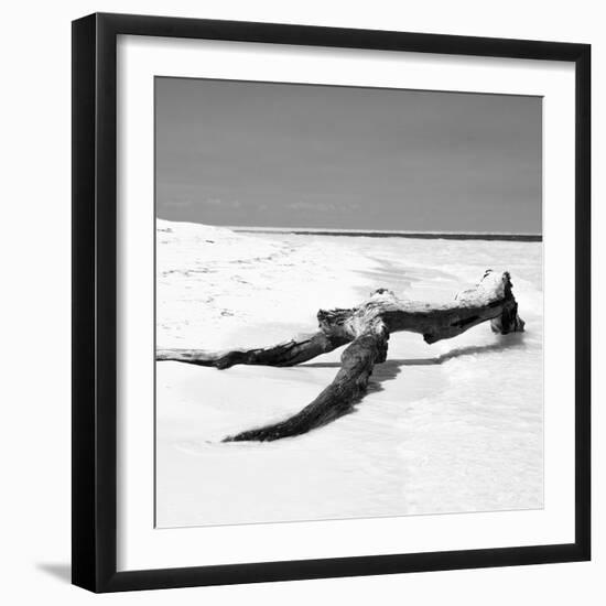 Cuba Fuerte Collection SQ BW - Black Tree on the Beach-Philippe Hugonnard-Framed Photographic Print