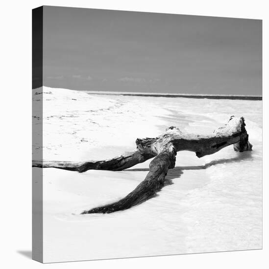 Cuba Fuerte Collection SQ BW - Black Tree on the Beach-Philippe Hugonnard-Stretched Canvas