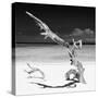 Cuba Fuerte Collection SQ BW - Solitary Tree-Philippe Hugonnard-Stretched Canvas