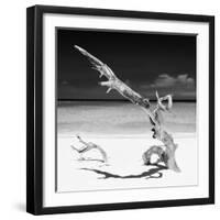 Cuba Fuerte Collection SQ BW - Solitary Tree-Philippe Hugonnard-Framed Photographic Print