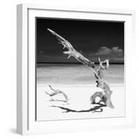 Cuba Fuerte Collection SQ BW - Solitary Tree-Philippe Hugonnard-Framed Photographic Print