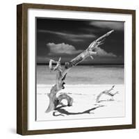 Cuba Fuerte Collection SQ BW - Trees Movement II-Philippe Hugonnard-Framed Photographic Print