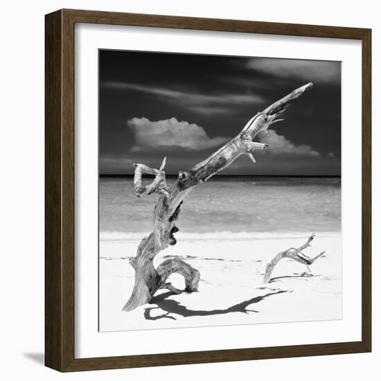 Cuba Fuerte Collection SQ BW - Trees Movement II-Philippe Hugonnard-Framed Photographic Print