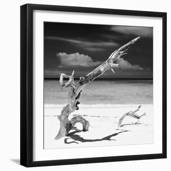 Cuba Fuerte Collection SQ BW - Trees Movement II-Philippe Hugonnard-Framed Photographic Print