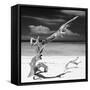 Cuba Fuerte Collection SQ BW - Trees Movement II-Philippe Hugonnard-Framed Stretched Canvas