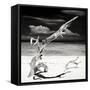 Cuba Fuerte Collection SQ BW - Trees Movement-Philippe Hugonnard-Framed Stretched Canvas