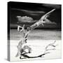 Cuba Fuerte Collection SQ BW - Trees Movement-Philippe Hugonnard-Stretched Canvas