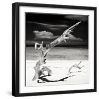 Cuba Fuerte Collection SQ BW - Trees Movement-Philippe Hugonnard-Framed Photographic Print