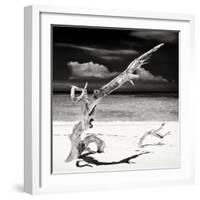 Cuba Fuerte Collection SQ BW - Trees Movement-Philippe Hugonnard-Framed Photographic Print