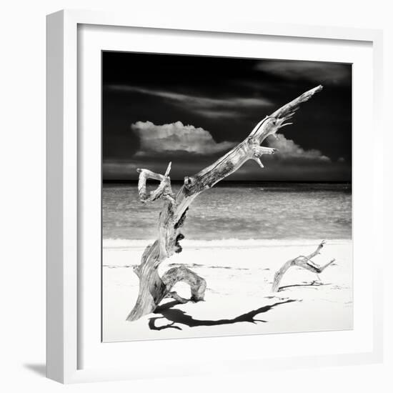 Cuba Fuerte Collection SQ BW - Trees Movement-Philippe Hugonnard-Framed Photographic Print