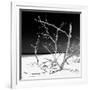 Cuba Fuerte Collection SQ BW - Tropical Beach Nature-Philippe Hugonnard-Framed Photographic Print