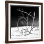 Cuba Fuerte Collection SQ BW - Tropical Beach Nature-Philippe Hugonnard-Framed Photographic Print