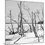 Cuba Fuerte Collection SQ BW - Tropical Wild Beach II-Philippe Hugonnard-Mounted Photographic Print