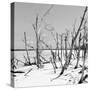 Cuba Fuerte Collection SQ BW - Tropical Wild Beach-Philippe Hugonnard-Stretched Canvas