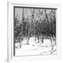 Cuba Fuerte Collection SQ BW - White Forest II-Philippe Hugonnard-Framed Photographic Print