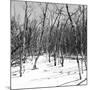 Cuba Fuerte Collection SQ BW - White Forest II-Philippe Hugonnard-Mounted Photographic Print