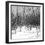 Cuba Fuerte Collection SQ BW - White Forest II-Philippe Hugonnard-Framed Photographic Print