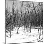 Cuba Fuerte Collection SQ BW - White Forest II-Philippe Hugonnard-Mounted Photographic Print