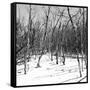 Cuba Fuerte Collection SQ BW - White Forest II-Philippe Hugonnard-Framed Stretched Canvas