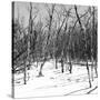 Cuba Fuerte Collection SQ BW - White Forest II-Philippe Hugonnard-Stretched Canvas