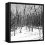 Cuba Fuerte Collection SQ BW - White Forest II-Philippe Hugonnard-Framed Stretched Canvas