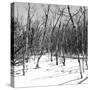 Cuba Fuerte Collection SQ BW - White Forest II-Philippe Hugonnard-Stretched Canvas