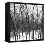 Cuba Fuerte Collection SQ BW - White Forest III-Philippe Hugonnard-Framed Stretched Canvas