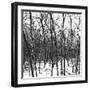 Cuba Fuerte Collection SQ BW - White Forest III-Philippe Hugonnard-Framed Photographic Print