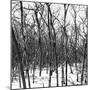 Cuba Fuerte Collection SQ BW - White Forest III-Philippe Hugonnard-Mounted Photographic Print