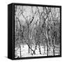Cuba Fuerte Collection SQ BW - White Forest-Philippe Hugonnard-Framed Stretched Canvas
