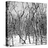 Cuba Fuerte Collection SQ BW - White Forest-Philippe Hugonnard-Stretched Canvas