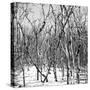 Cuba Fuerte Collection SQ BW - White Forest-Philippe Hugonnard-Stretched Canvas